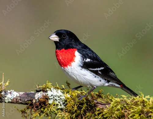 Small songbird with red chest perched on a moss covered branch