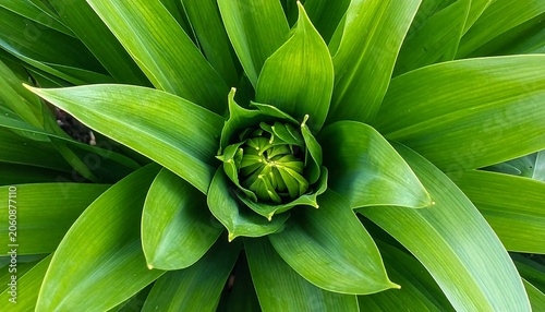 Vibrant Green Plant Bud with Lush Leaves.