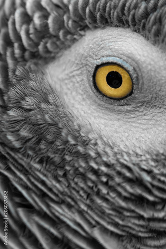 Close-up of African Grey Parrot eye with yellow iris and grey feathers.