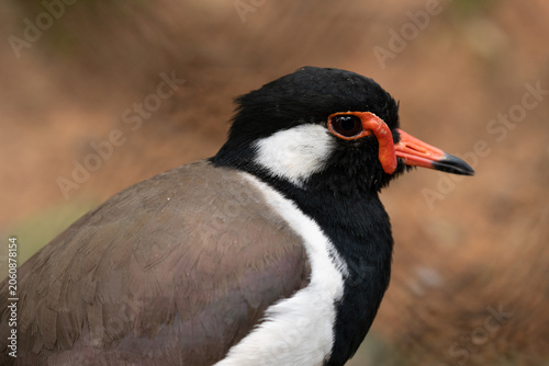 Close-up portrait of a Red-wattled lapwing (Vanellus indicus) in natural habitat.