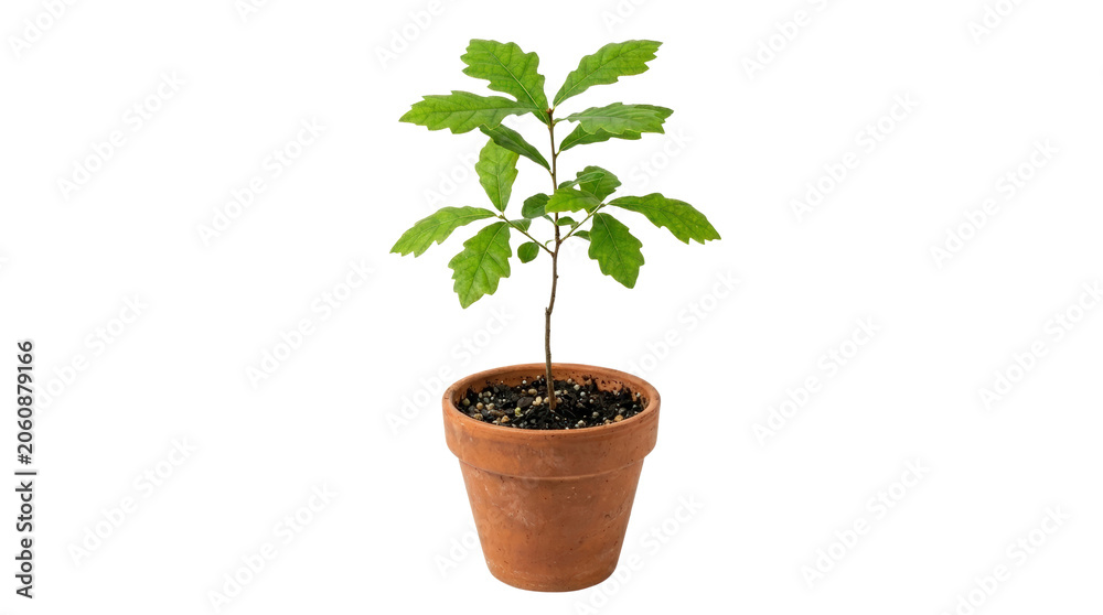 Fototapeta premium Small potted plant with green leaves in terracotta pot.