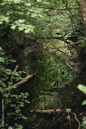 Dense Forest Creek with Fallen Logs and Reflections in Wilderness