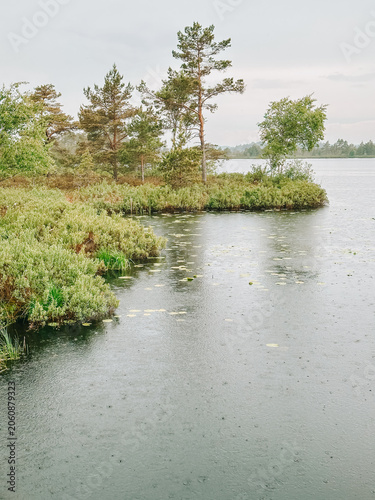 Rainy Lake Inlet with Water Lilies and Pine Trees in Wetland