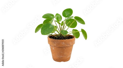 Small green potted plant with fresh leaves indoors.