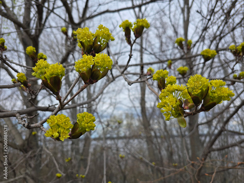 Canvastavla Vibrant yellow flower clusters of a Norway maple tree blooming on bare branches