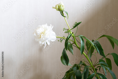 初夏の花,枝分かれした芍薬,クレマチス