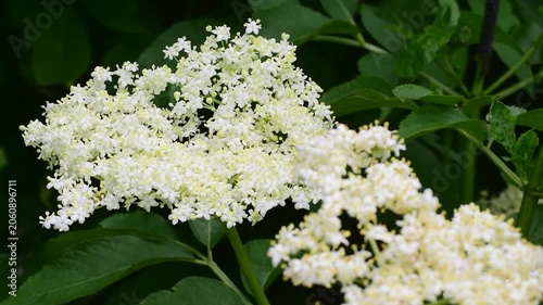 Fresh White Elderflower Blossoms Growing Among Lush Green Foliage