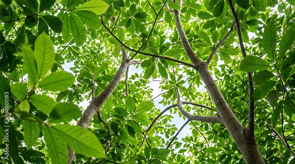 Fototapeta premium Lush Green Tree Canopy Under Bright Sunlight