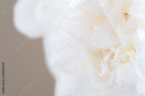 白い芍薬,初夏の花,マクロ,水滴のついた花びら