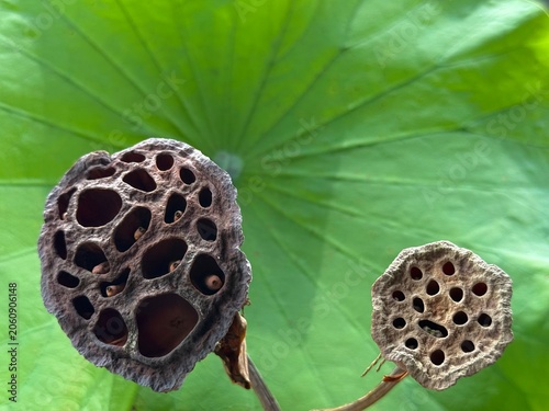 Trypophobia: holes of dried lotus seed pod on leaf