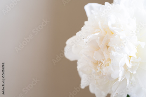 満開の芍薬,アップ,初夏の花