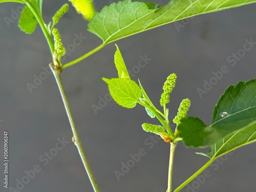 Mulberry plant with its flower bud and leaves
