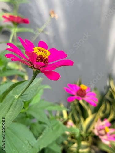 pink zinnia flower in garden
