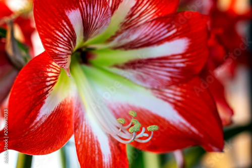 a large bright red amaryllis flower on a blurred background outside the window