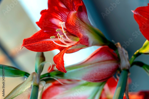 a large bright and beautiful amaryllis flower on a blurred background outside the window