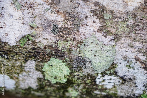 Obraz na plátně Close-up shot of a natural tree bark surface texture overgrown with green lichen and whitish patches, perfect for nature-themed design backgrounds