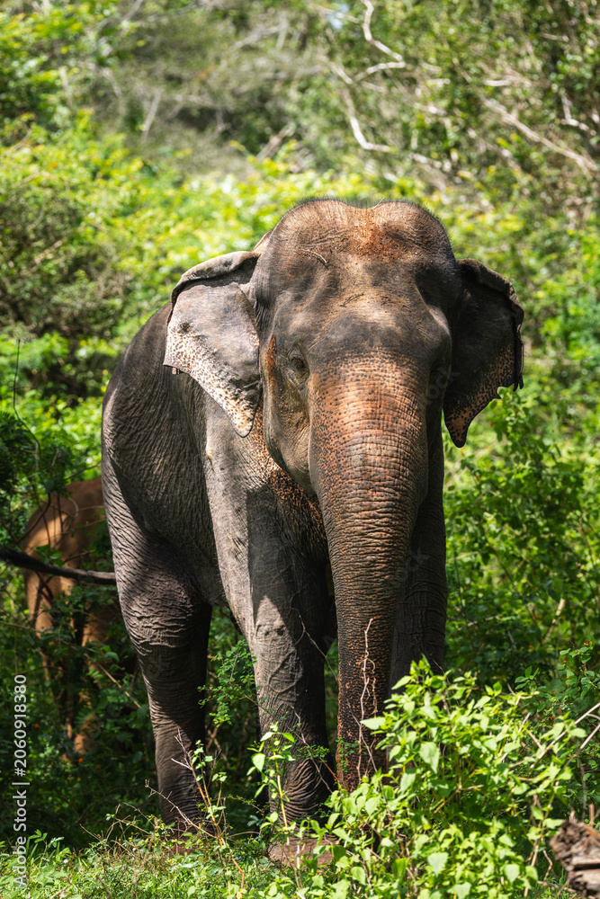 Fototapeta premium Asian elephant foraging in forest habitat in Yala National Park, Sri Lanka