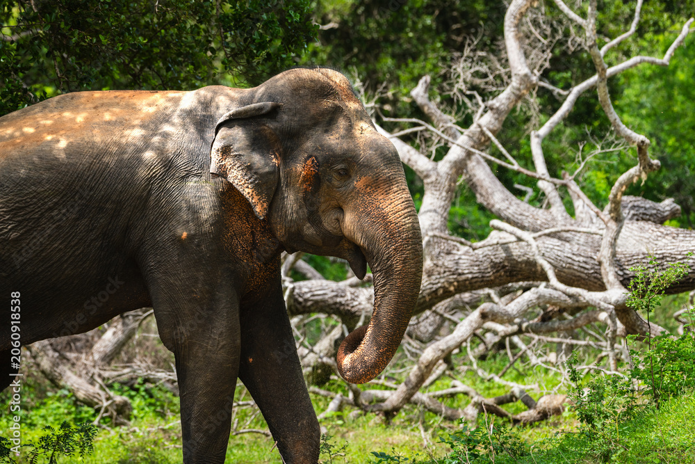 Fototapeta premium Giant Asian elephant walking through forest habitat in Yala National Park, Sri Lanka