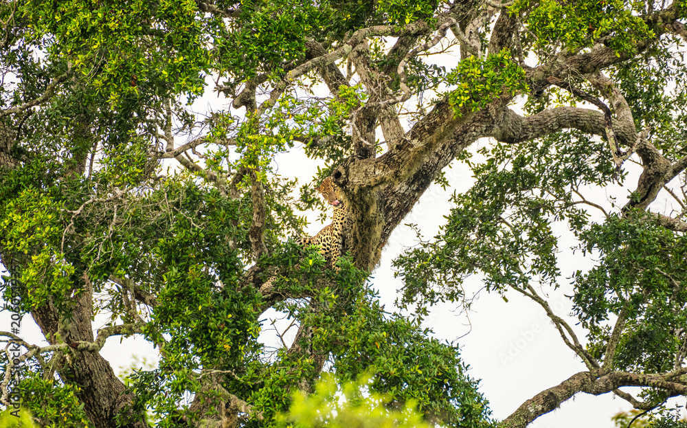 Fototapeta premium A leopard resting on a tree canopy in Yala National Park. Sri Lankan leopard (Panthera pardus kotiya)
