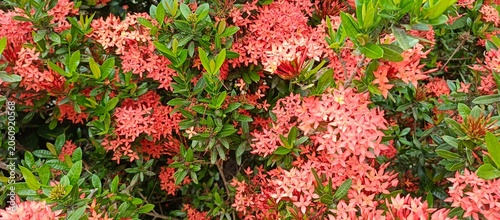 Abundant red ixora flowers blooming in the garden creating a vibrant natural floral background