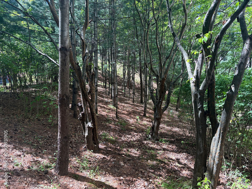 Forest with Tall Trees and Pine Needle Ground - Realistic photo of wooded area with mixed trees and dry pine needles on forest floor. Ideal for nature, woodland, and outdoor backgrounds