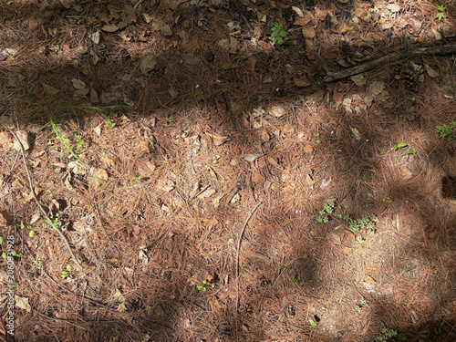 Forest Floor with Pine Needles - Realistic close-up photo of ground covered in dry brown pine needles, leaves, and small green plants. Ideal for nature, texture, and outdoor backgrounds