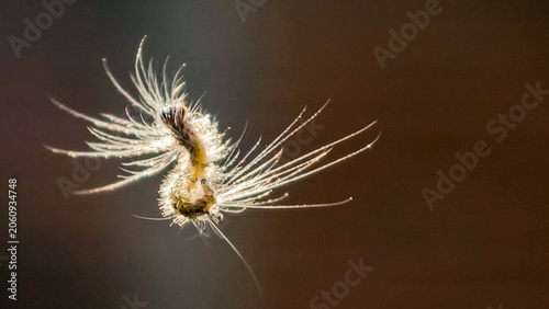 Fényképezés Close-up macro photo of a fluffy caterpillar with feathery antennae in mid-air a