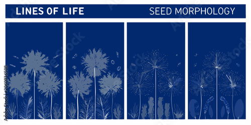Konstfotografi Dandelion Seed Heads Illustration With Botanical Details Blue Tones