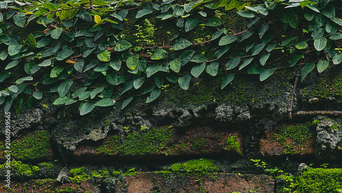 Obraz na płótnie Lush green foliage and velvety moss creating a natural tapestry on an aged, text