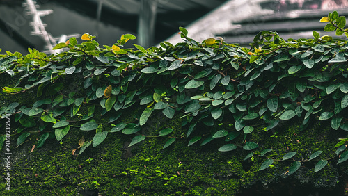Lush Green Creeper Plants Adorning a Textured Wall, a Natural and Organic Scene