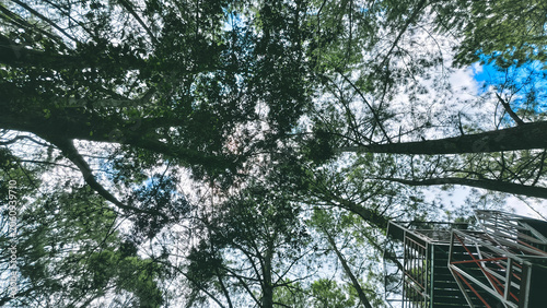 Looking up through the lush green canopy of trees towards the bright sky