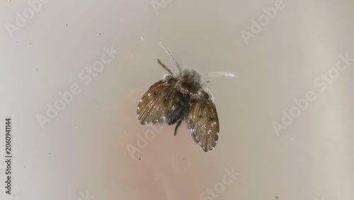 Macro Photography of a Small Fuzzy Drain Fly Resting on a Smooth Light Surface
