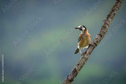 Immature Eurasian jay (Garrulus glandarius)sitting on a branch in the Dry dipterocarp forest, northern Thailand.