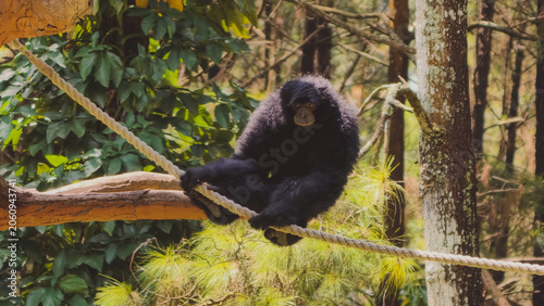 Canvas Print An agile black monkey with dark fur gracefully balances on a sturdy rope amidst