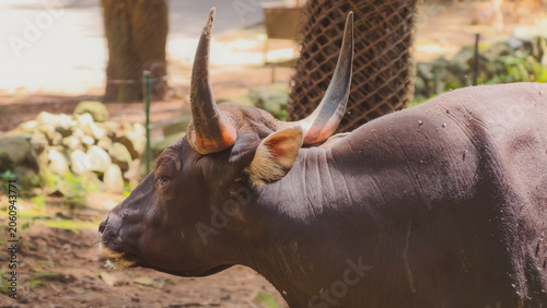 Картината върху платно Side profile of a powerful dark-coated buffalo with majestic, sweeping horns, st