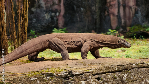 Majestic Komodo Dragon in its Natural Habitat, A Large Reptilian Predator with Powerful Build