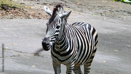 Captivating close-up portrait of a majestic zebra standing gracefully in its natural outdoor habitat, showcasing its unique and iconic black and white striped pattern under the bright daylight