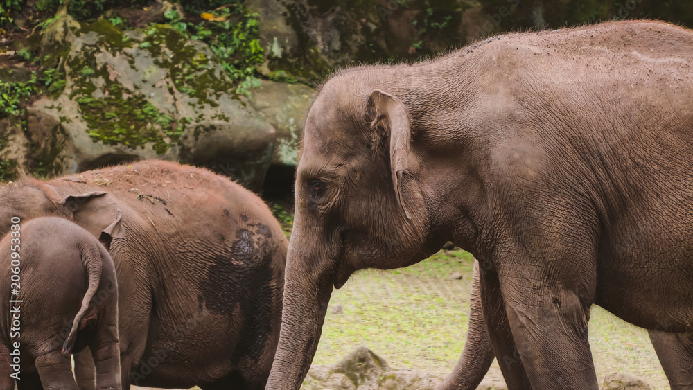 Fototapeta premium A herd of elephants, including adults and young, walk together in a natural, green, and rocky environment