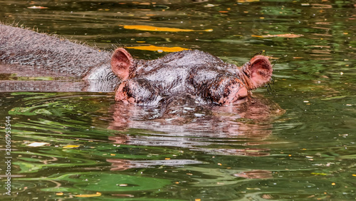 Fotografie Close-up of a hippopotamus emerging from murky green water, its eyes and nostril