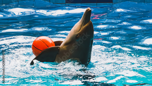 Foto Playful dolphin swimming in blue water while balancing an orange ball on its pec