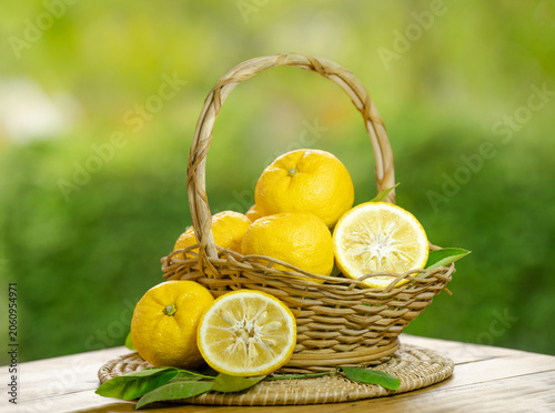 Fresh Sweet Yuzu Orange fruit in wooden basket over blur greenery background, Kochi Yellow Yuzu for beverage marketing, citrus-flavored product branding, and premium food packaging design.