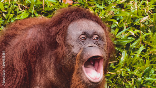 Cute Orangutan with Mouth Wide Open Yawning in a Lush Green Grassy Jungle Environment