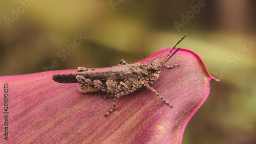 Konstfotografi Close up of a brown grasshopper resting on a vibrant pink leaf with soft focus b