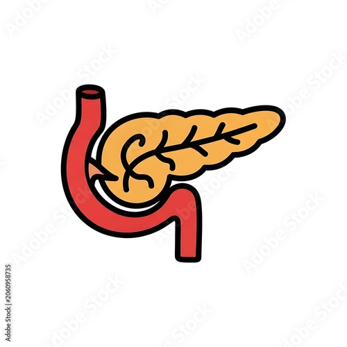 Human Pancreas and Duodenum Anatomical Vector Icon.