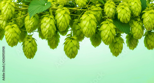 Fresh green hop cones hanging on a vine against a soft background. Close-up of ripe Humulus lupulus flowers for craft beer brewing. Brewing industry concept, perfect for beer marketing and farm ads.