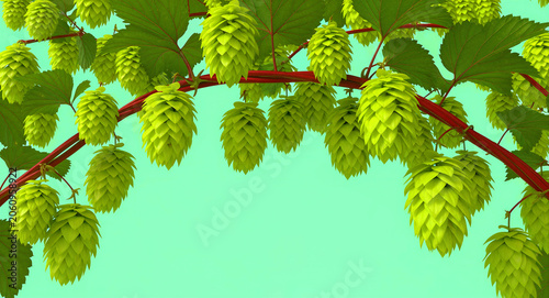 Fresh green hop cones hanging from a vine against a solid background. Vibrant botanical detail of Humulus lupulus used in brewing. Beer ingredient concept for craft brewery marketing.