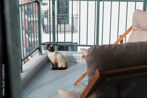 Foto sunny balcony with wooden lounge chair, snake plant and siamese cats relaxing in