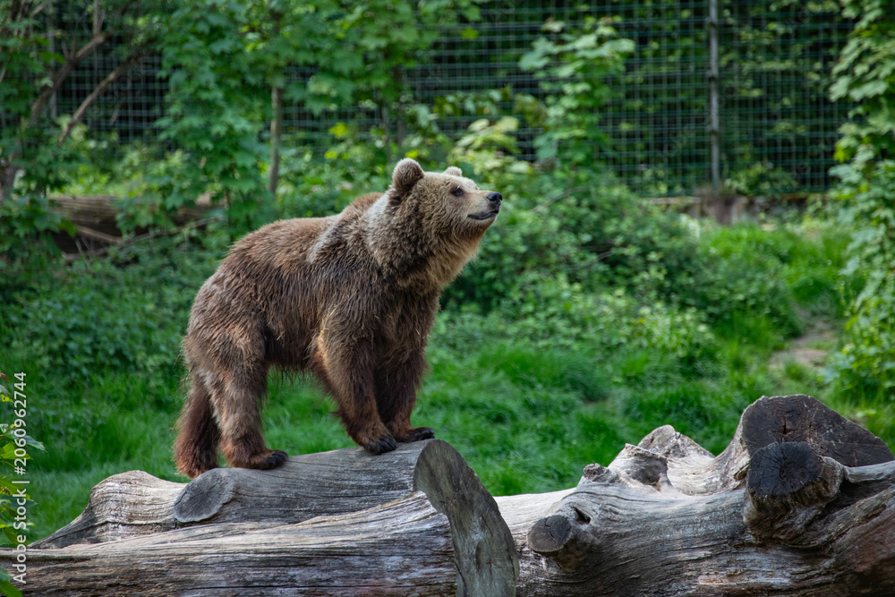 Fototapeta premium A brown bear looks upwards