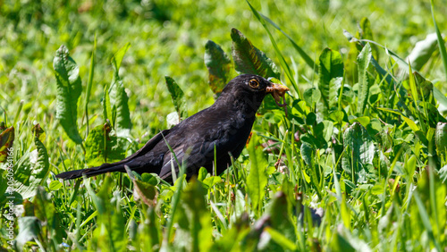 Blackbird hunting in tall grass
