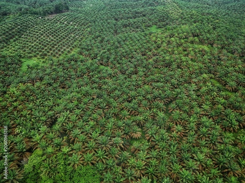 Aerial view of a lush green plantation field with rows of crops growing.